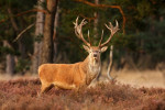 20-Ender (Cervus elaphus), Veluwe
